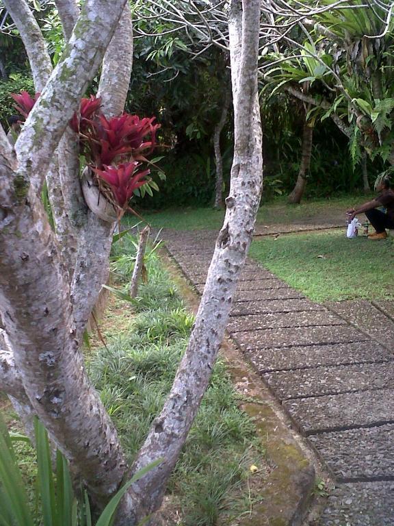Arjana Bungalows 2 Ubud  Luaran gambar